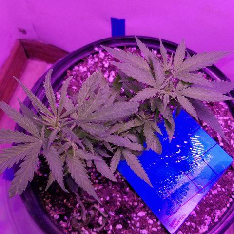 STRAWBERRY FIELDS   growlog photo: Bushy little girls!