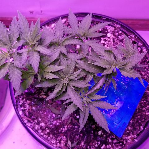STRAWBERRY FIELDS   growlog photo: Bushy little girls!