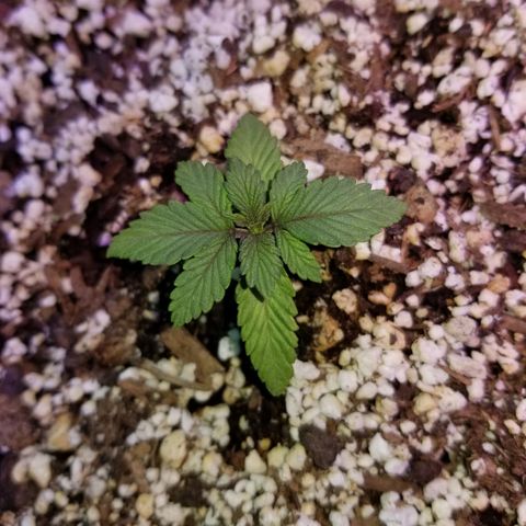 Strawberry fusion synergy automatics  growlog timeline photo