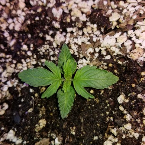 Auto Greengo bio haze Kera seeds growlog timeline photo