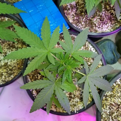 JINX G TEST GROW 2020  growlog photo: Just keep on blowing up!!! 