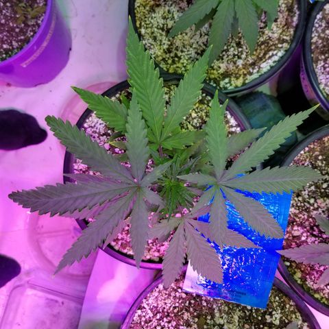 JINX G TEST GROW 2020  growlog photo: Just keep on blowing up!!! 