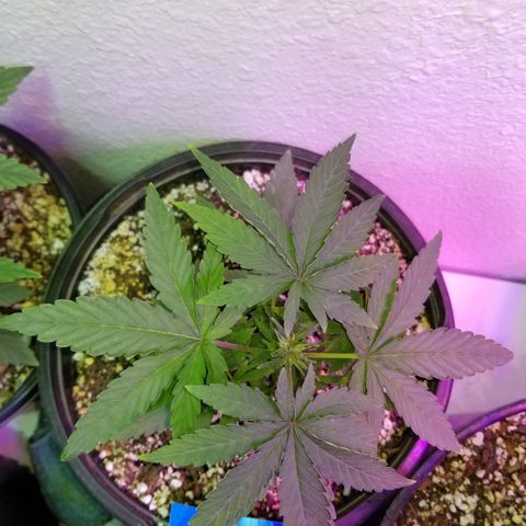 JINX G TEST GROW 2020  growlog photo: Just keep on blowing up!!! 