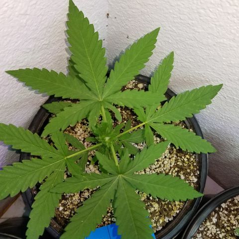 JINX G TEST GROW 2020  growlog photo: Just keep on blowing up!!! 