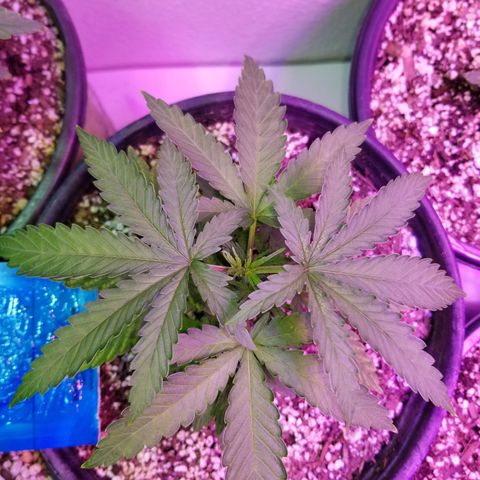 JINX G TEST GROW 2020  growlog photo: Just keep on blowing up!!! 