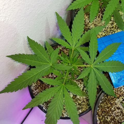 JINX G TEST GROW 2020  growlog photo: Just keep on blowing up!!! 