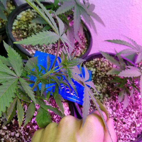 JINX G TEST GROW 2020  growlog photo: 2 phenos with tri tops from topping! 