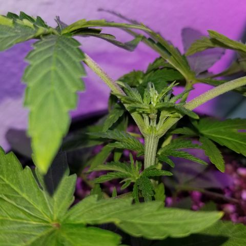 JINX G TEST GROW 2020  growlog photo: 2 phenos with tri tops from topping! 