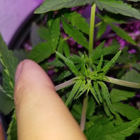JINX G TEST GROW 2020  growlog photo: 2 phenos with tri tops from topping! 