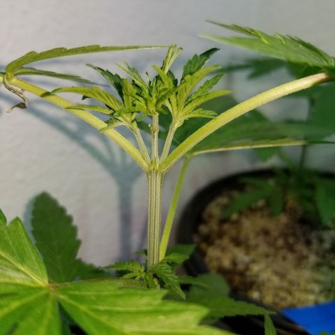 JINX G TEST GROW 2020  growlog photo: 2 phenos with tri tops from topping! 