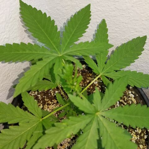 JINX G TEST GROW 2020  growlog photo: 2 phenos with tri tops from topping! 