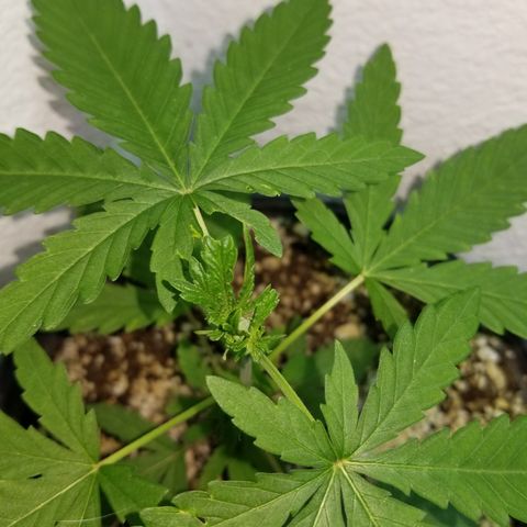 JINX G TEST GROW 2020  growlog photo: 2 phenos with tri tops from topping! 