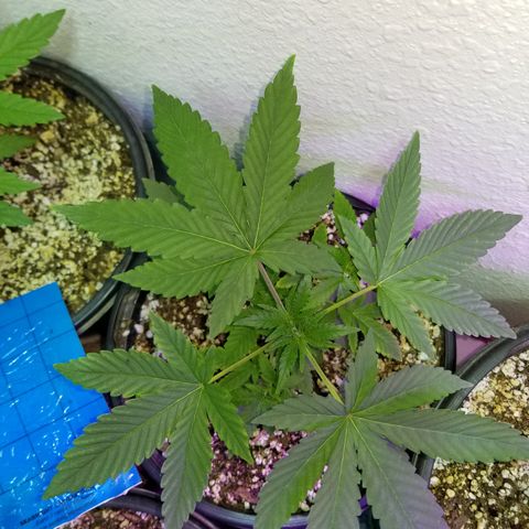 JINX G TEST GROW 2020  growlog photo: Just keep on blowing up!!! 