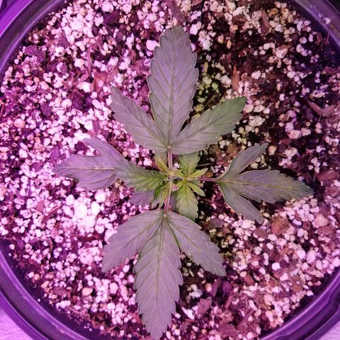 Auto Greengo bio haze Kera seeds growlog timeline photo
