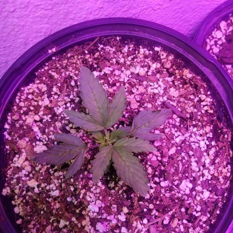 Auto Greengo bio haze Kera seeds growlog timeline photo