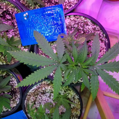 JINX G TEST GROW 2020  growlog photo: Haircut 👌