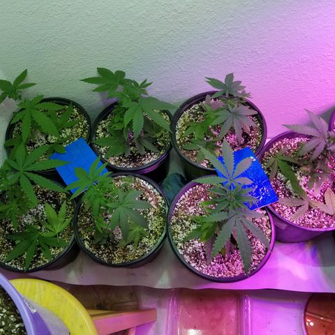 JINX G TEST GROW 2020  growlog photo: Haircut 👌