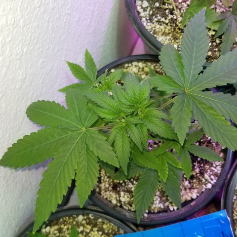 JINX G TEST GROW 2020  growlog photo: Haircut 👌