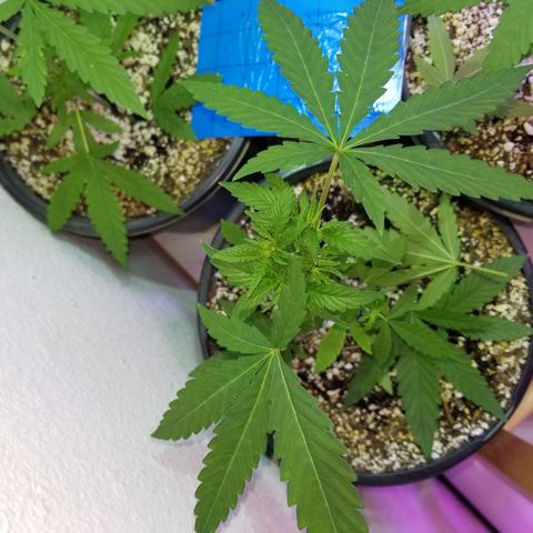 JINX G TEST GROW 2020  growlog photo: Haircut 👌
