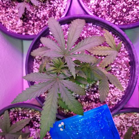 JINX G TEST GROW 2020  growlog photo: Haircut 👌