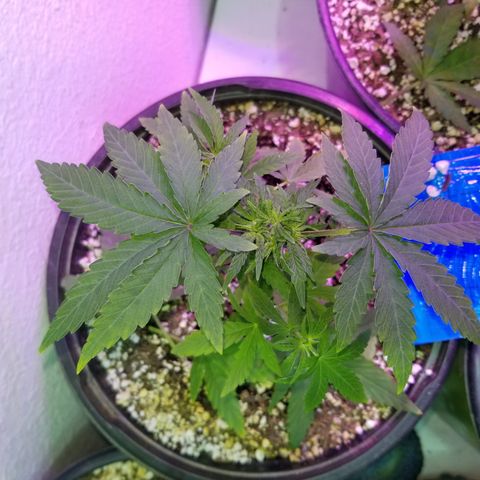 JINX G TEST GROW 2020  growlog photo: Haircut 👌