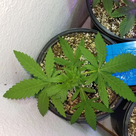 JINX G TEST GROW 2020  growlog photo: Haircut 👌