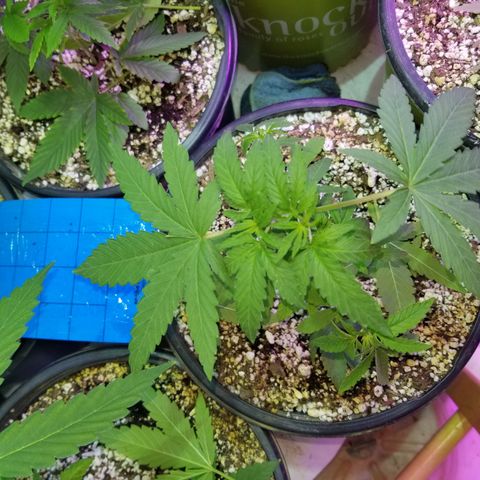 JINX G TEST GROW 2020  growlog photo: Haircut 👌