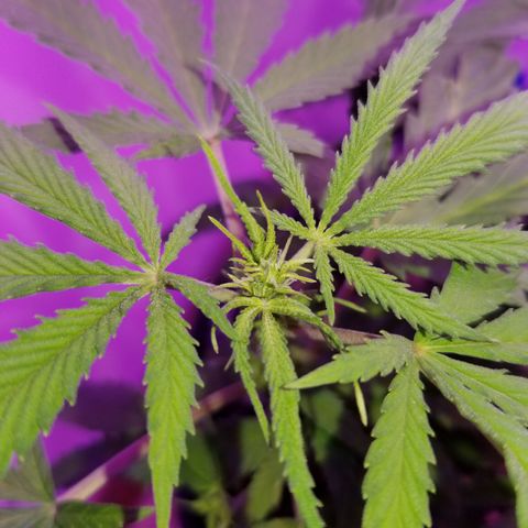 STRAWBERRY FIELDS   growlog timeline photo