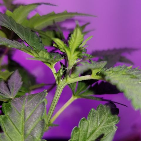 STRAWBERRY FIELDS   growlog timeline photo