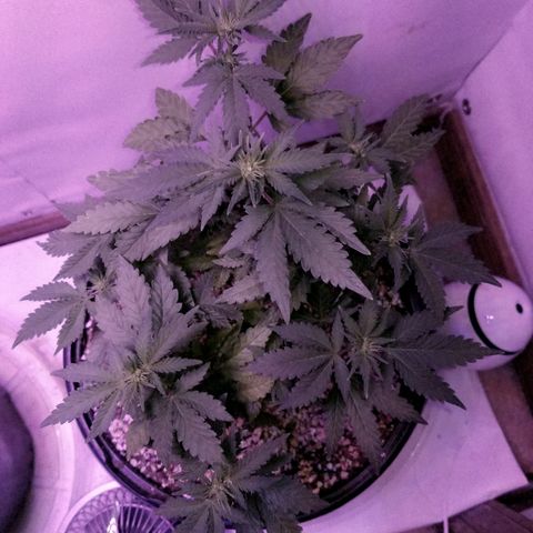 STRAWBERRY FIELDS   growlog timeline photo