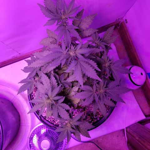 STRAWBERRY FIELDS   growlog timeline photo