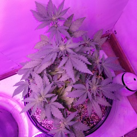 STRAWBERRY FIELDS   growlog timeline photo