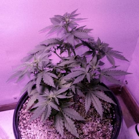STRAWBERRY FIELDS   growlog timeline photo
