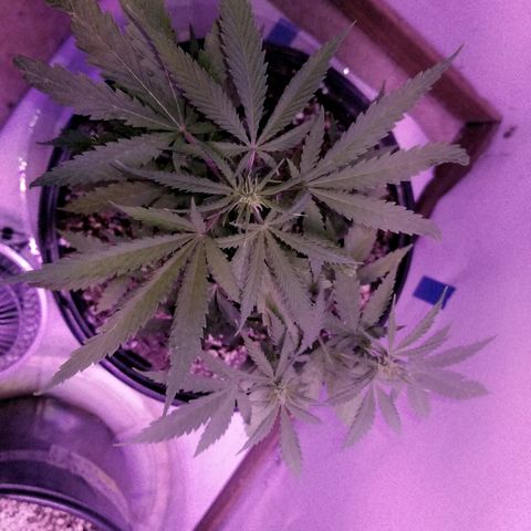 STRAWBERRY FIELDS   growlog timeline photo