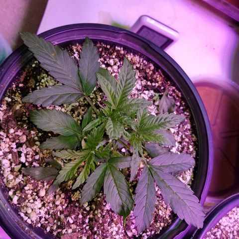 Auto Greengo bio haze Kera seeds growlog timeline photo