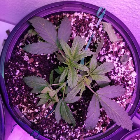 Auto Greengo bio haze Kera seeds growlog timeline photo