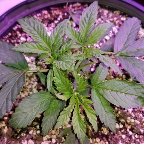 Auto Greengo bio haze Kera seeds growlog timeline photo