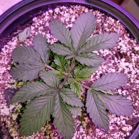 Strawberry fusion synergy automatics  growlog timeline photo
