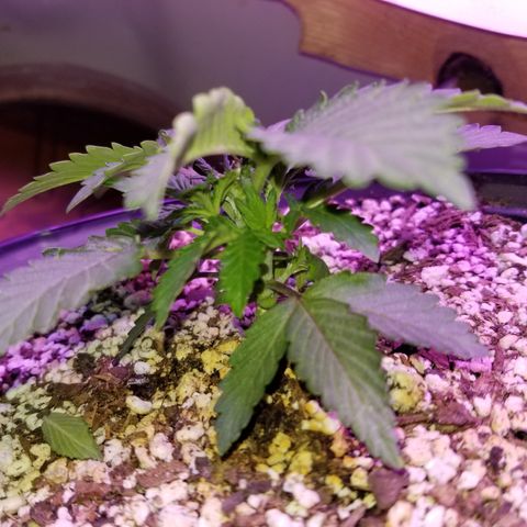 Strawberry fusion synergy automatics  growlog timeline photo