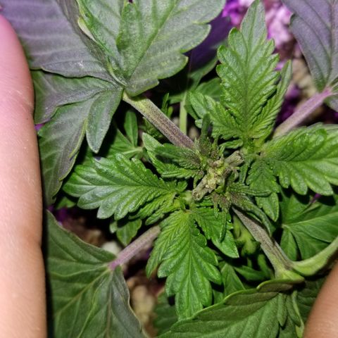 Strawberry fusion synergy automatics  growlog timeline photo