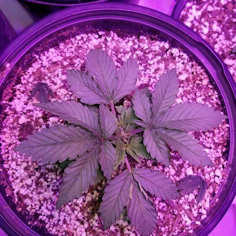 Strawberry fusion synergy automatics  growlog timeline photo