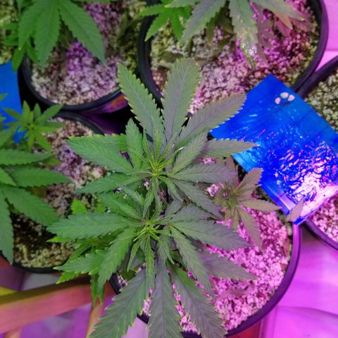 JINX G TEST GROW 2020  growlog timeline photo