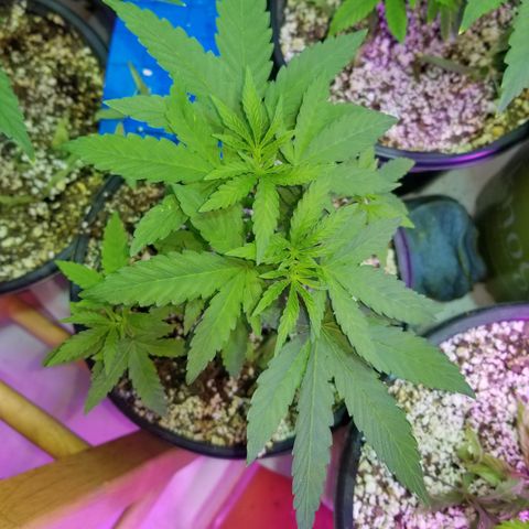 JINX G TEST GROW 2020  growlog timeline photo