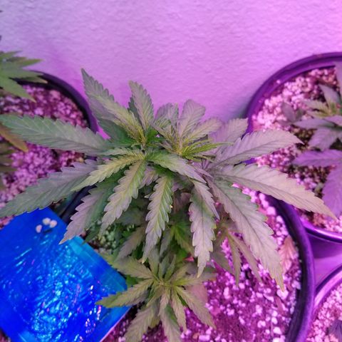 JINX G TEST GROW 2020  growlog timeline photo