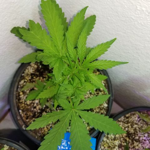 JINX G TEST GROW 2020  growlog timeline photo