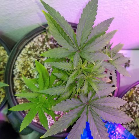 JINX G TEST GROW 2020  growlog timeline photo