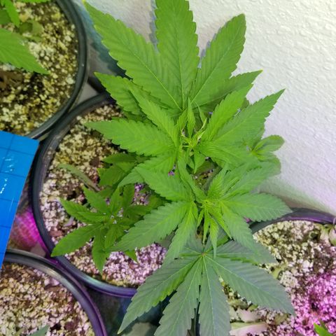 JINX G TEST GROW 2020  growlog timeline photo