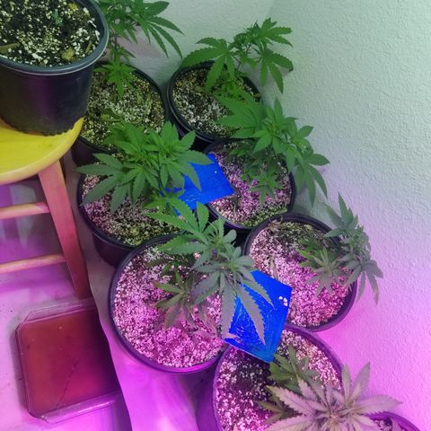 JINX G TEST GROW 2020  growlog timeline photo