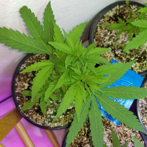 JINX G TEST GROW 2020  growlog timeline photo