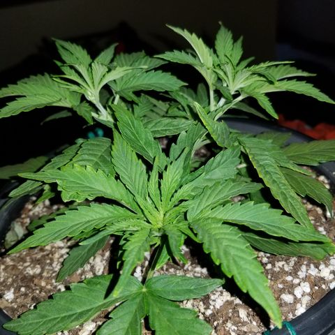 Auto Greengo bio haze Kera seeds growlog photo: About to start flowering soon. 